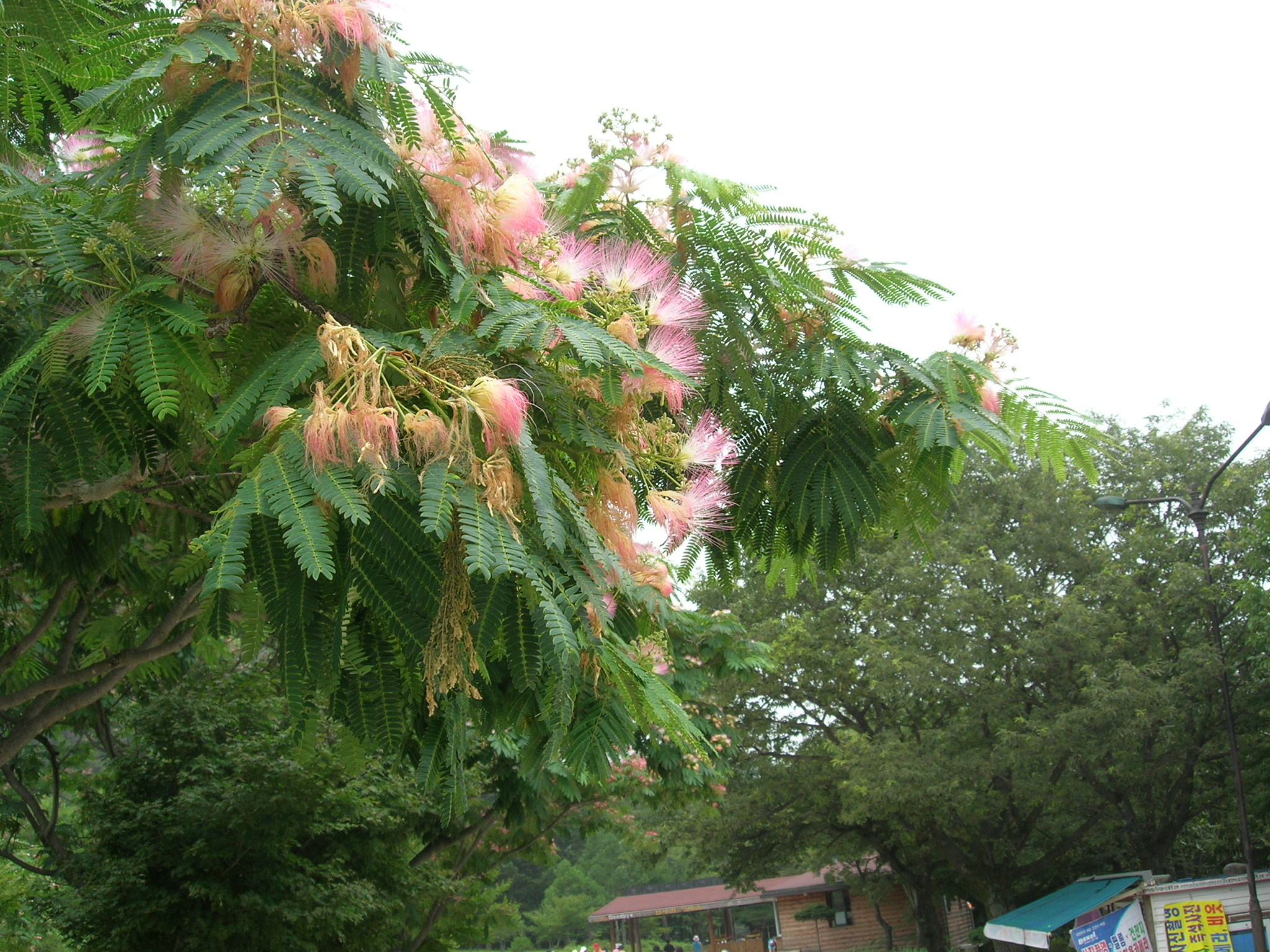 DSCN4459.JPG