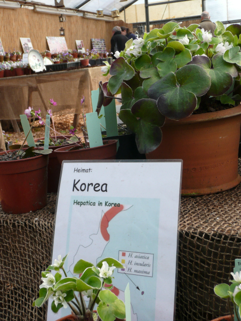 한국 설앵초P1140847.JPG
