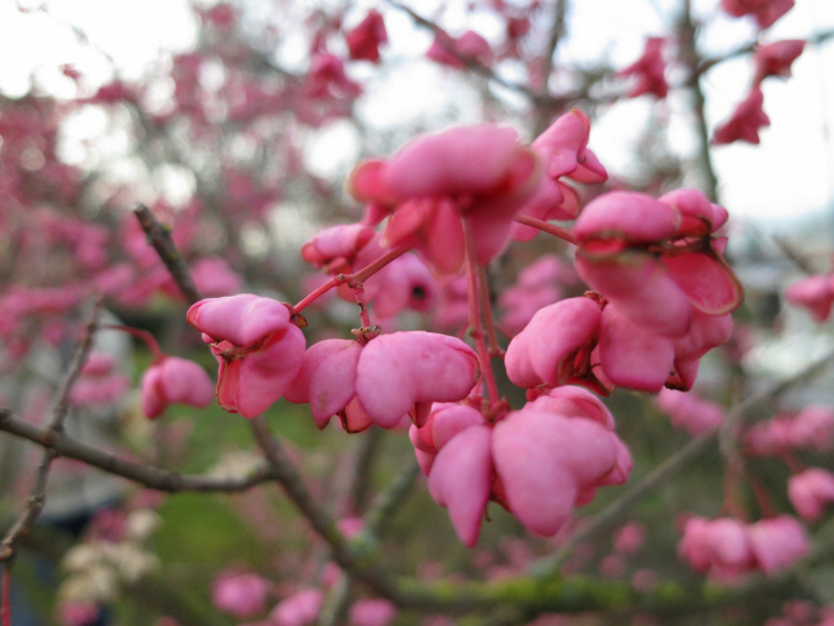 Euonymus 1.JPG