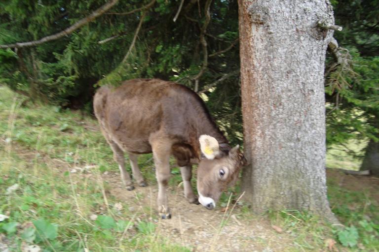Wandern Fl?elen  Sept.2011 054.JPG