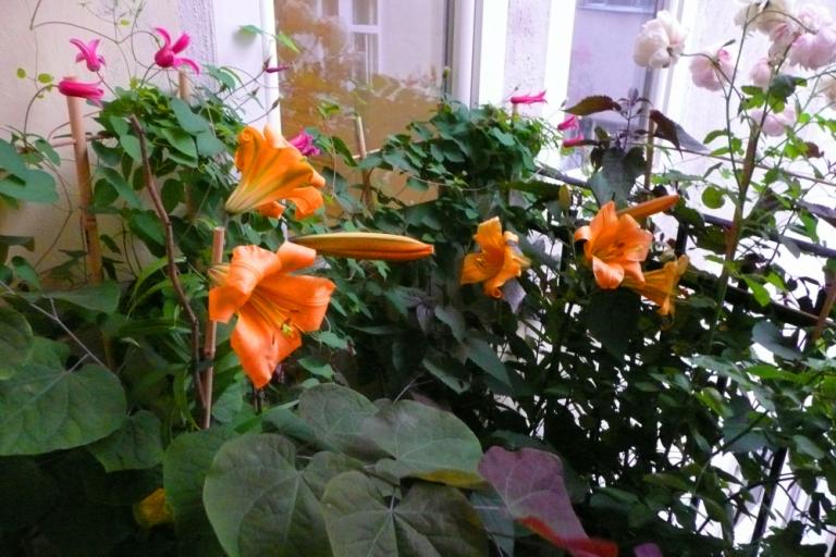 발콘의 꽃들1lilien3P1180167.JPG