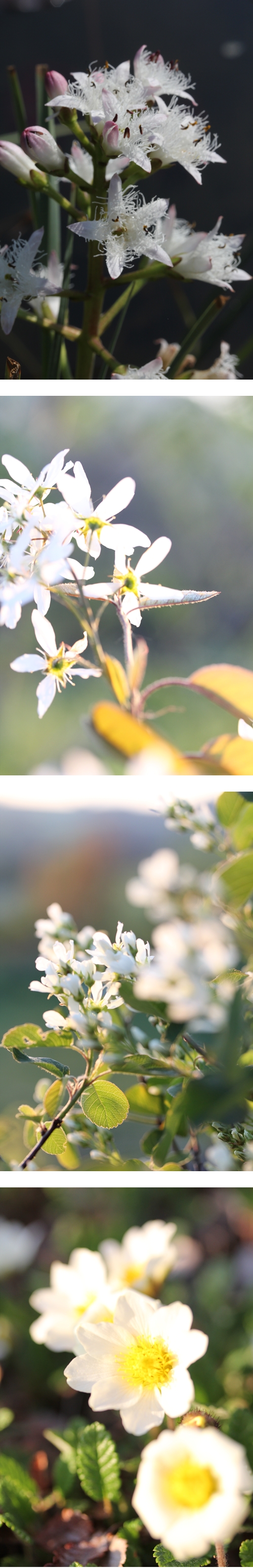 IMG_1701-vert weiss.jpg