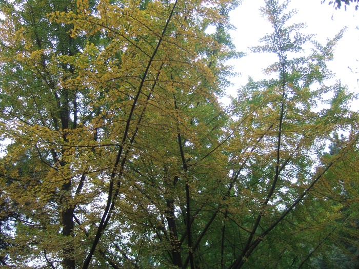 DSCF5825.JPG