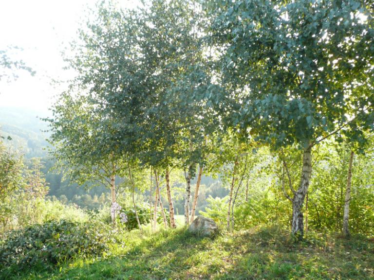 Herbst 자작나무P1210713.JPG