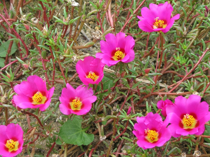 2009벌초IMG_2215.JPG
