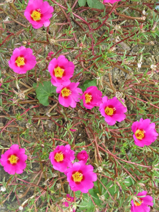 2009벌초IMG_2217.JPG