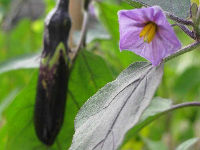2009벌초IMG_2219.JPG