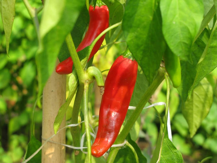 2009벌초IMG_2220.JPG
