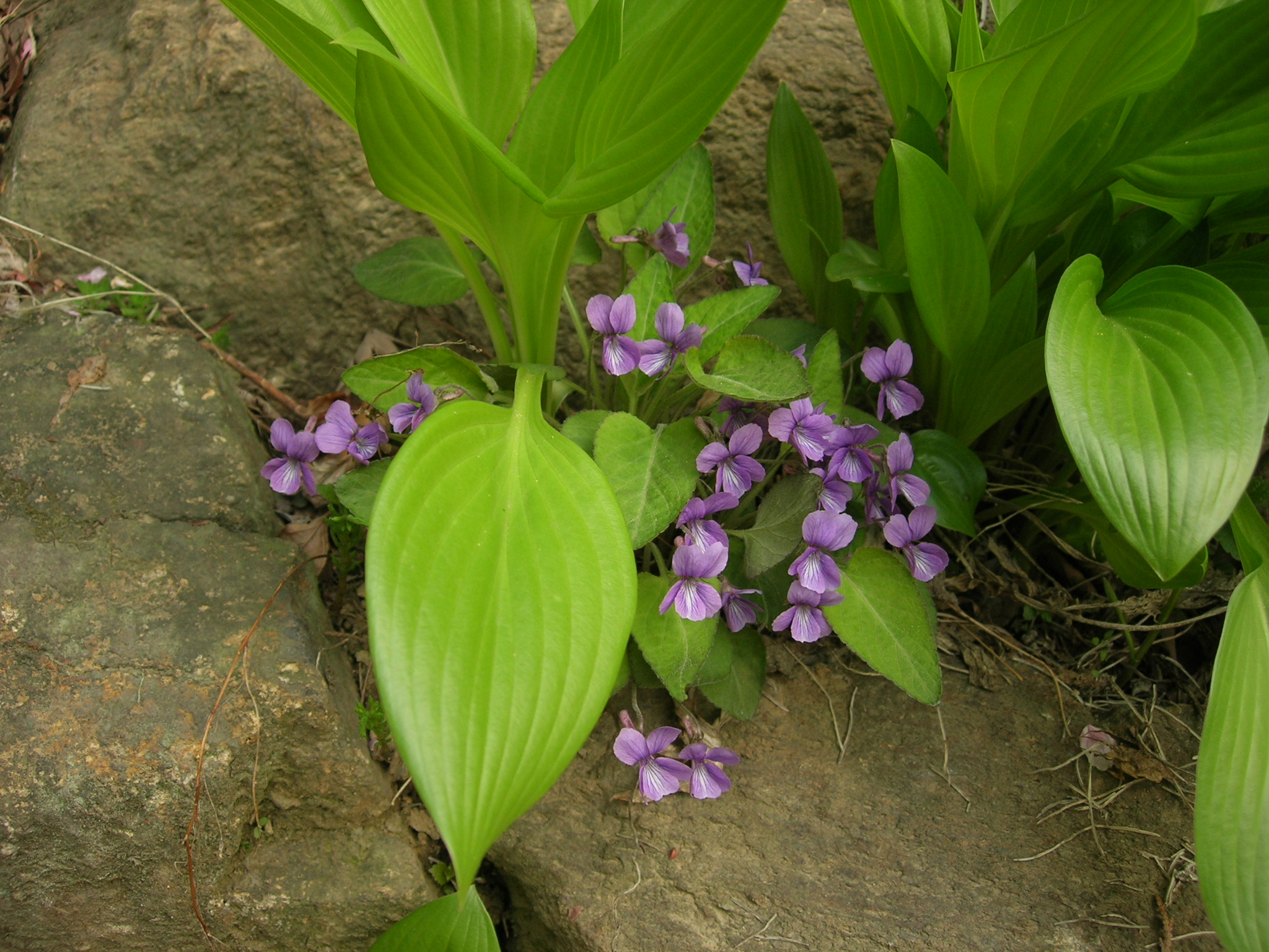 DSCN4195.JPG