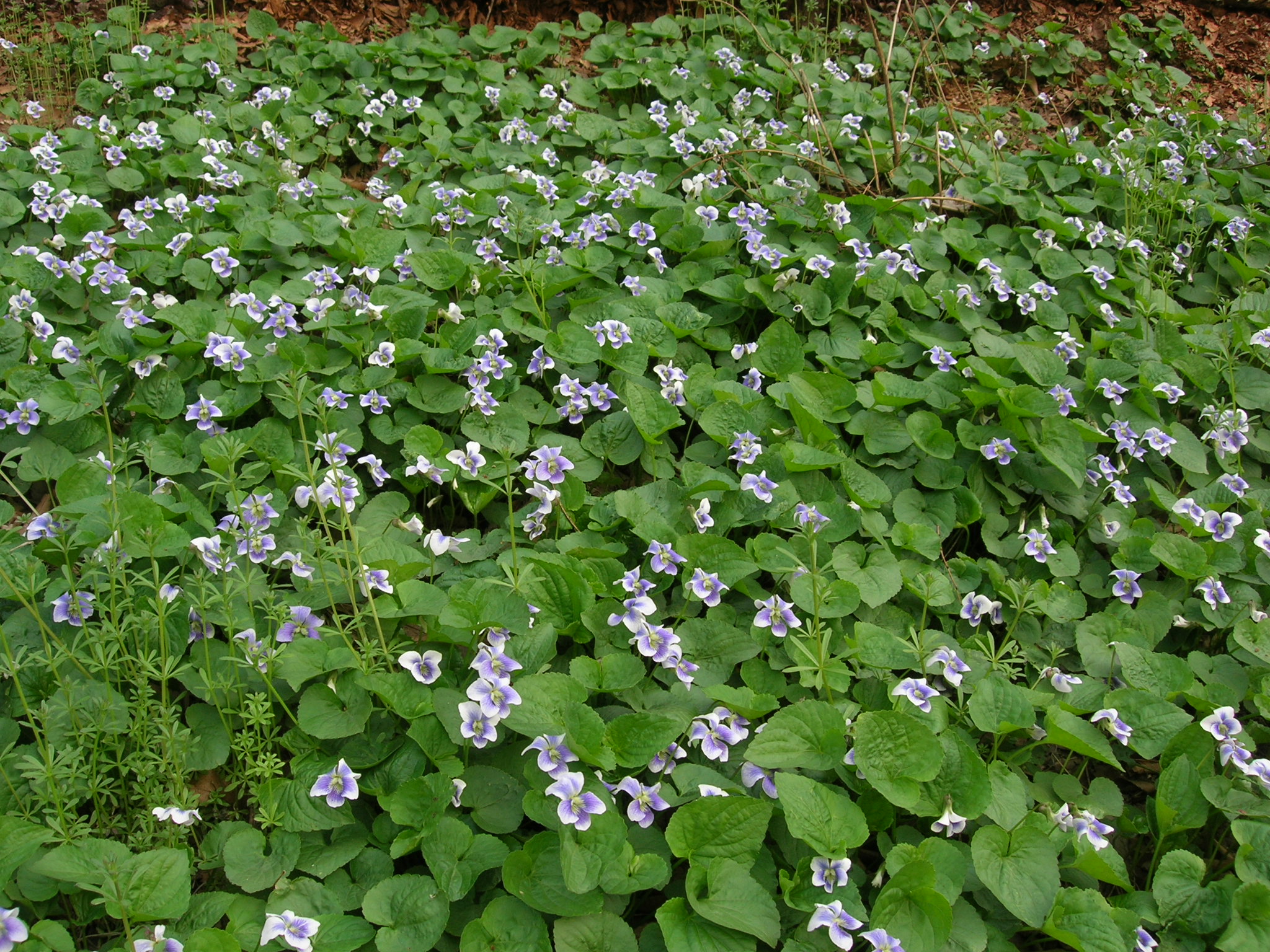 DSCN4237.JPG