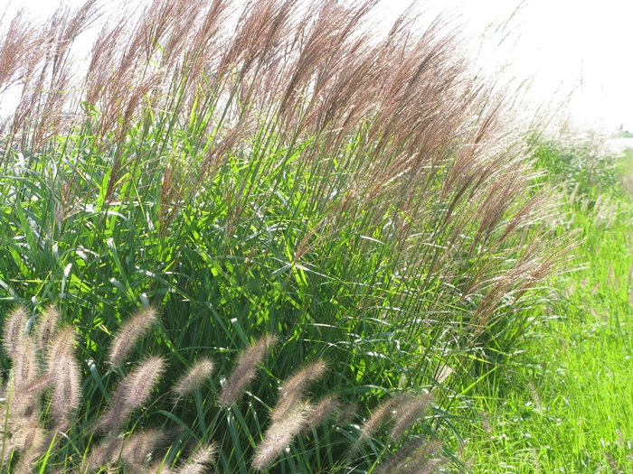 2009벌초IMG_2231.JPG