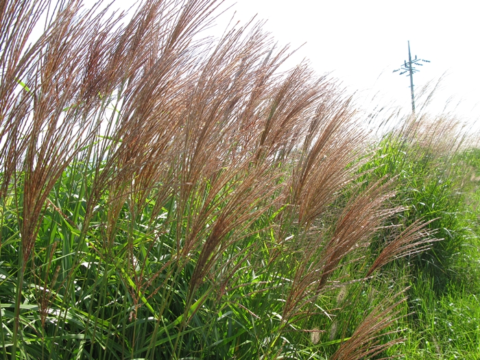 2009벌초IMG_2233.JPG