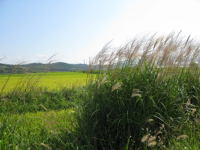 2009벌초IMG_2239.JPG