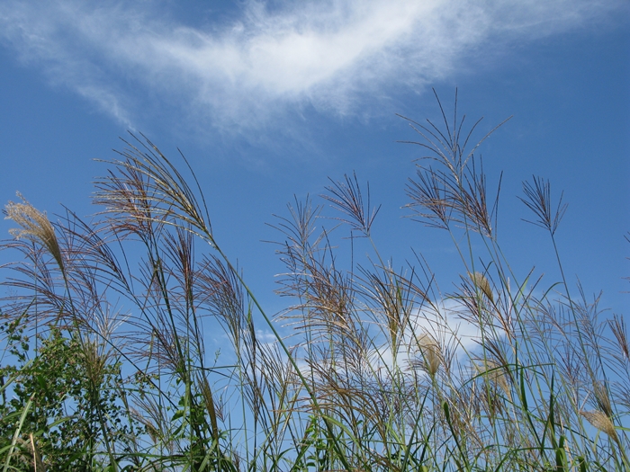 2009벌초IMG_2256.JPG