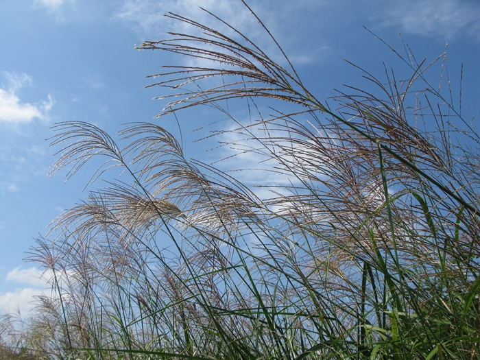 2009벌초IMG_2257.JPG