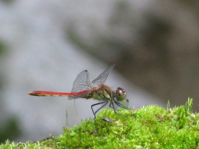 IMG_8802.JPG