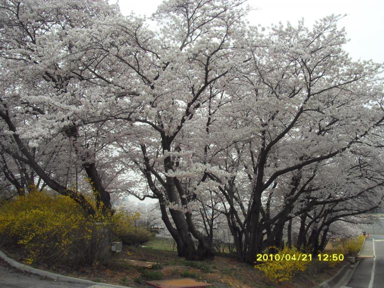 SDC11564.JPG