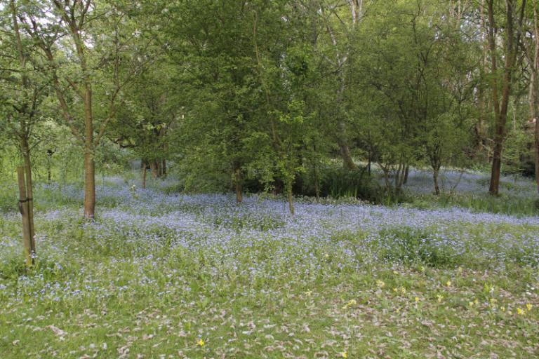 forget me not  garden 1.JPG