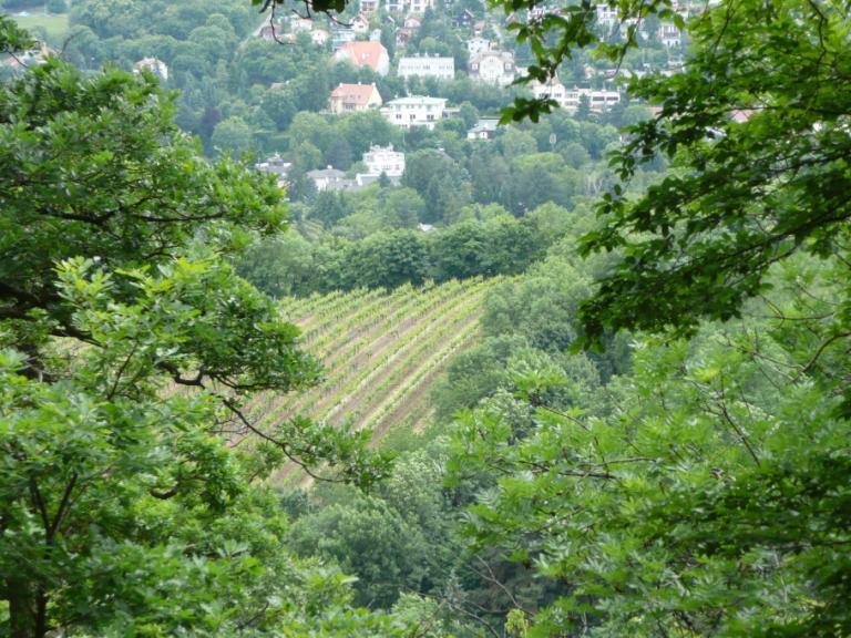wienerwald2.jpg