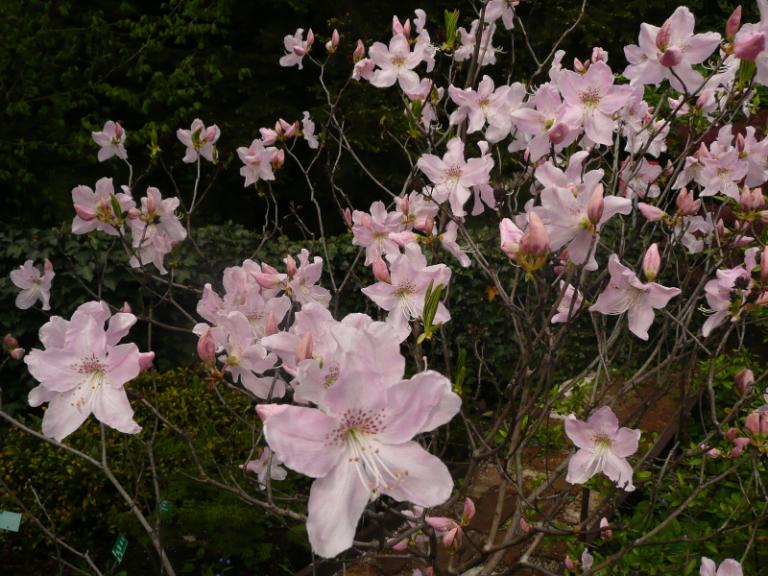 spring 5.JPG