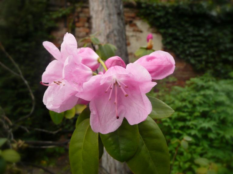 spring 5_1.JPG