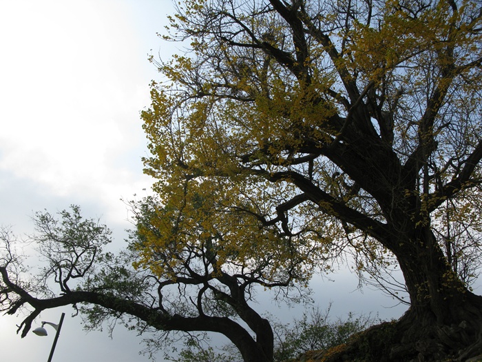 IMG_4256.JPG