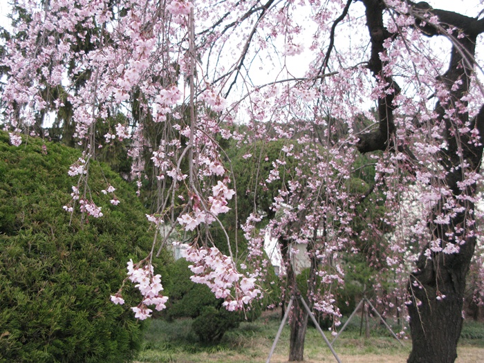 IMG_7293.JPG