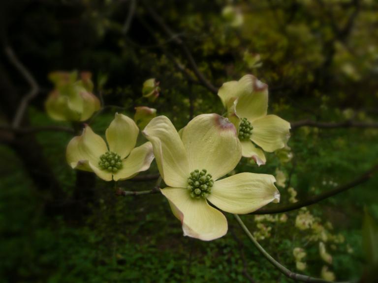 spring 7-1.JPG