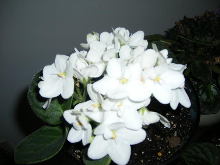 Picture 001.jpg Picture 001.jpg