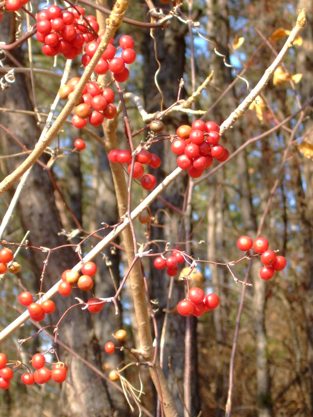 DSCF1159.JPG