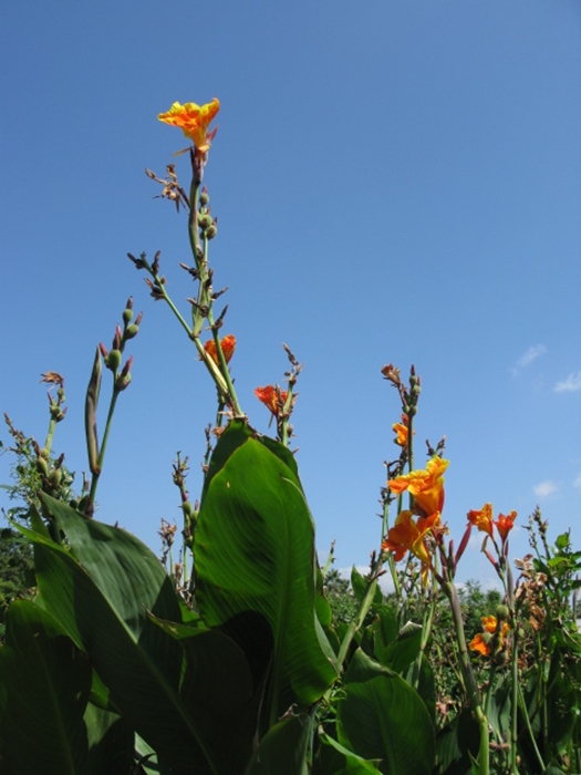 2009벌초IMG_2335.JPG