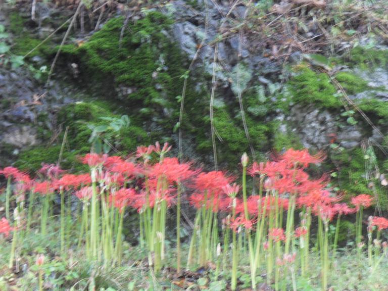 SDC10845.JPG