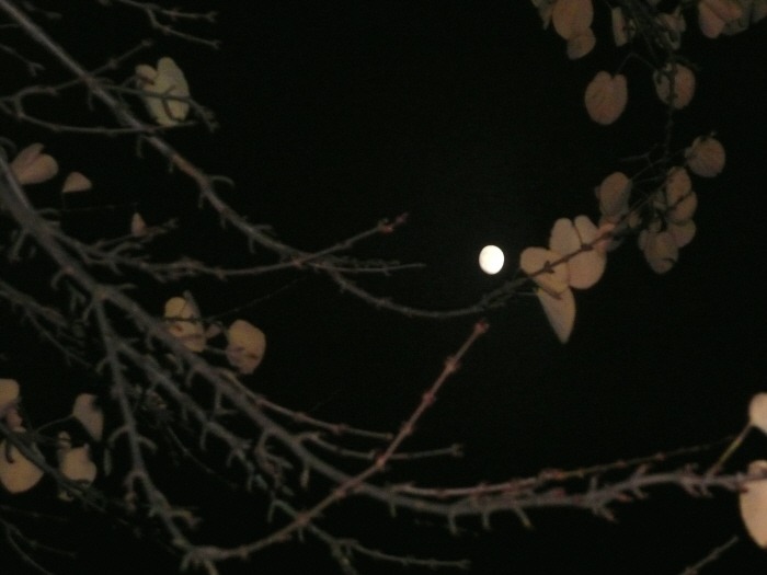 vollmond2P1230794.JPG