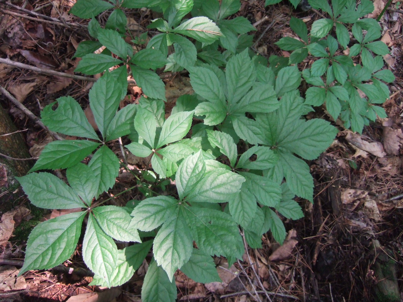 DSCF2275.JPG