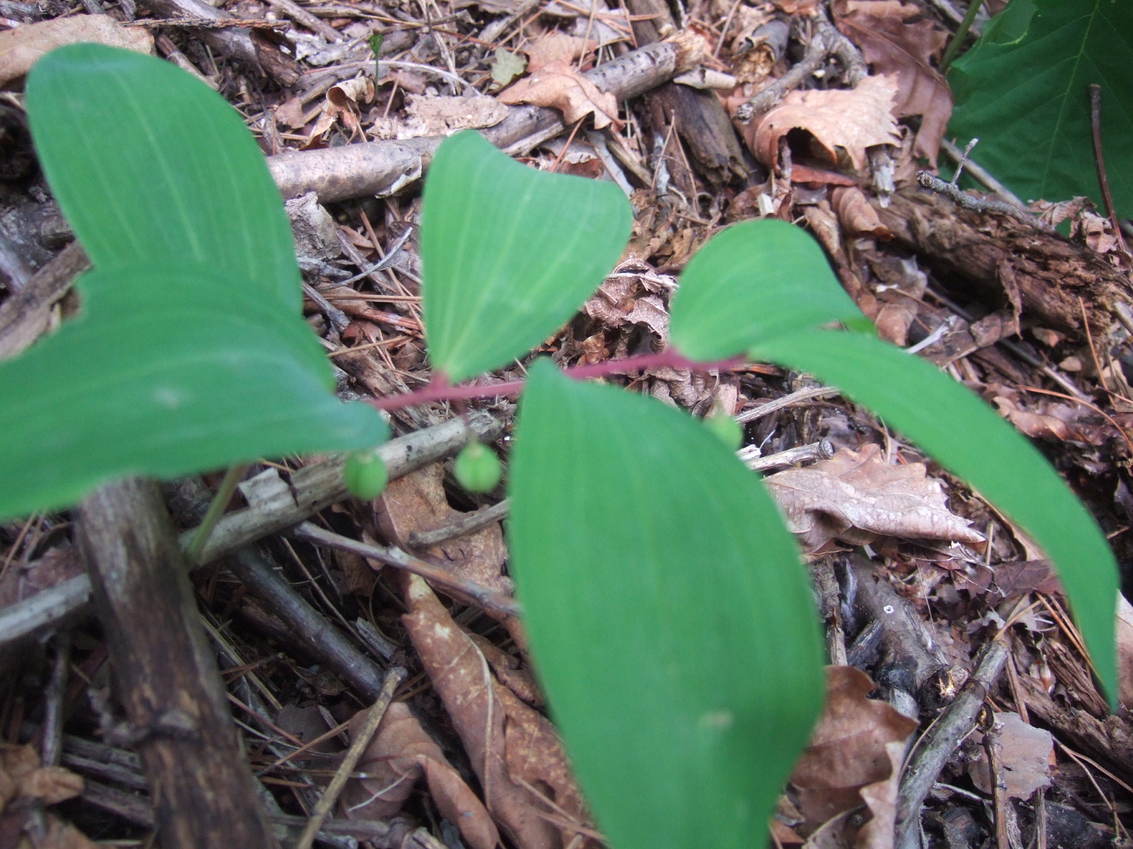 DSCF2290.JPG