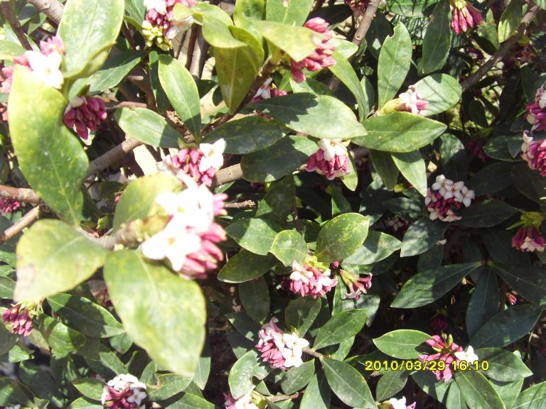 SDC10870.JPG
