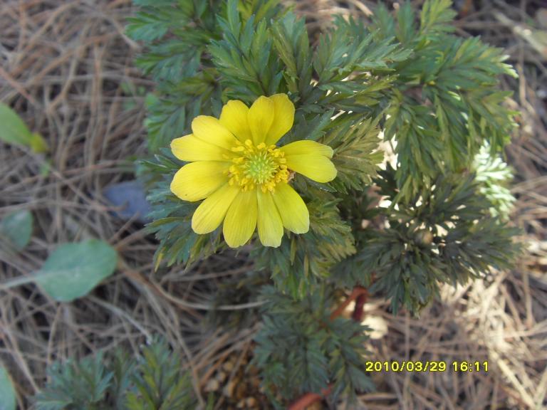 SDC10875.JPG