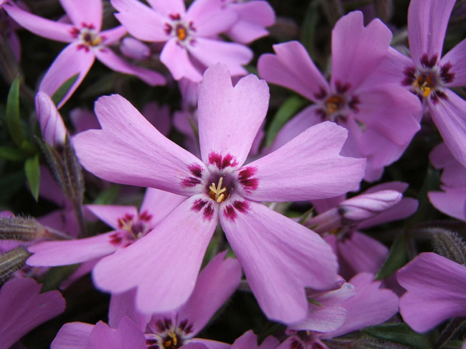 Phlox.jpg