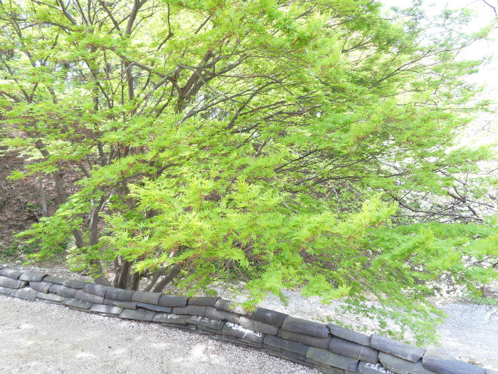 SDC15230_copy.jpg