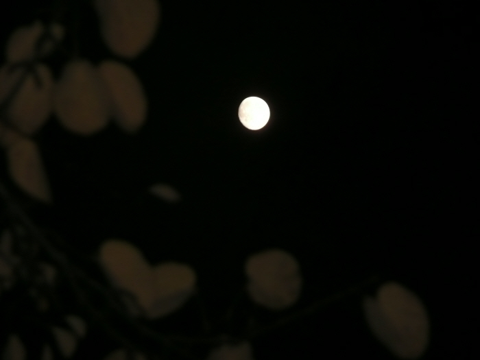 vollmond1P1230796.JPG