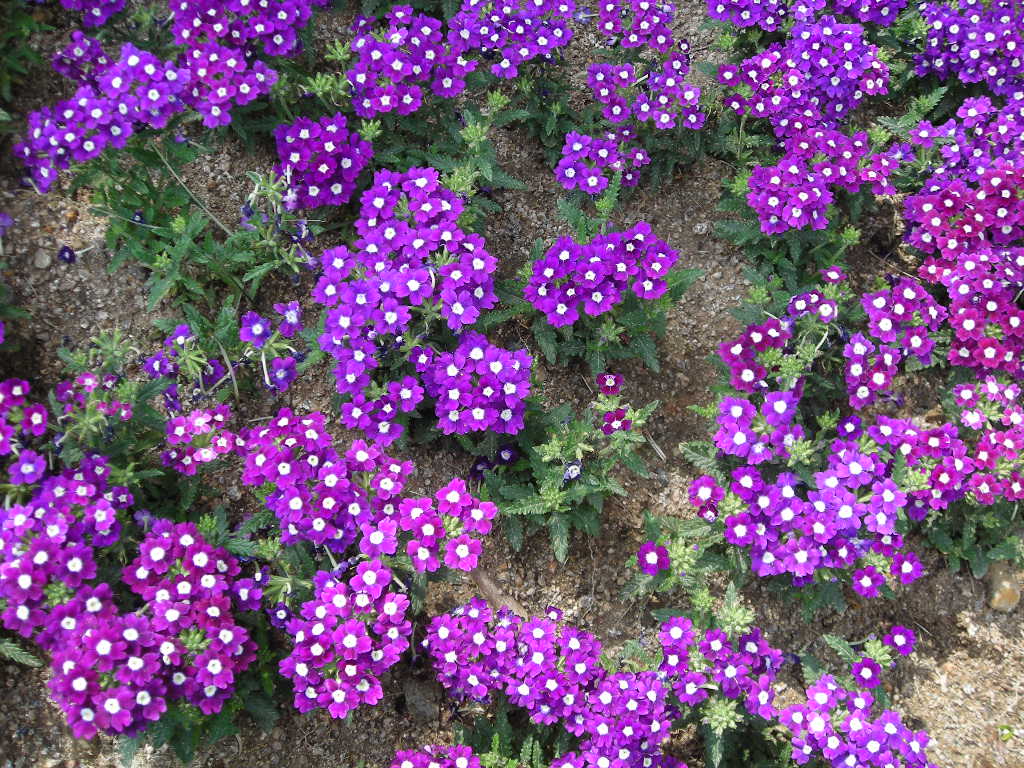 DSCN0722.JPG
