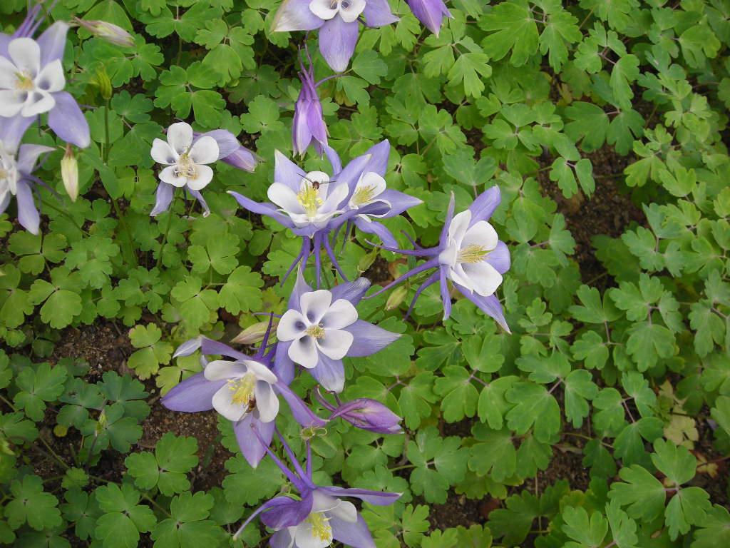 DSCN0723.JPG