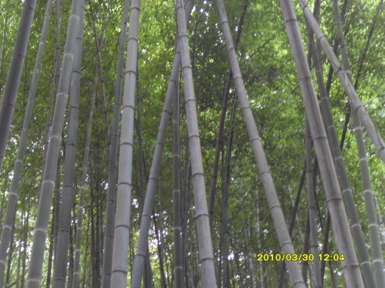 SDC10931.JPG