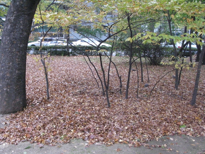 2009.현충원IMG_3057.JPG