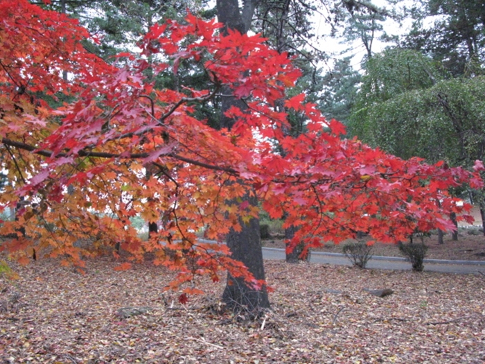 2009.현충원IMG_3067.JPG