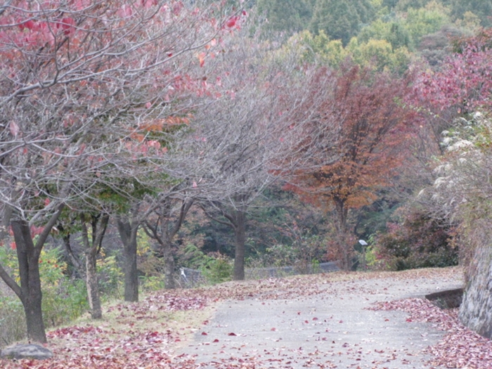 2009.현충원IMG_3091.JPG