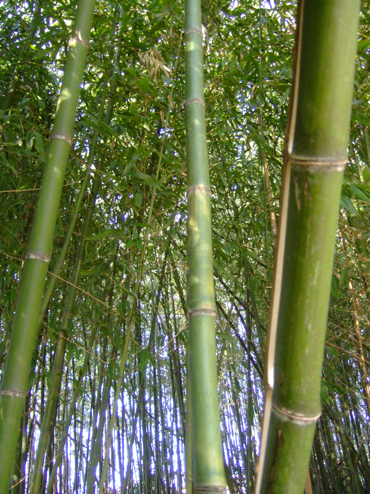 DSCF1320.JPG