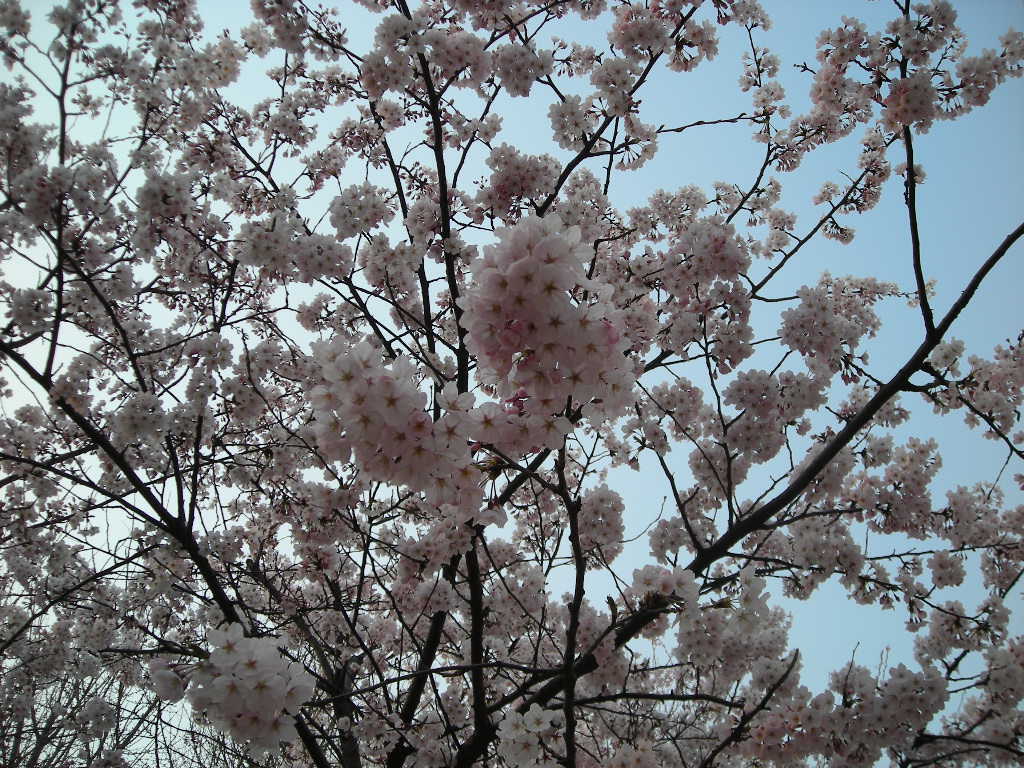 DSCN0452.JPG