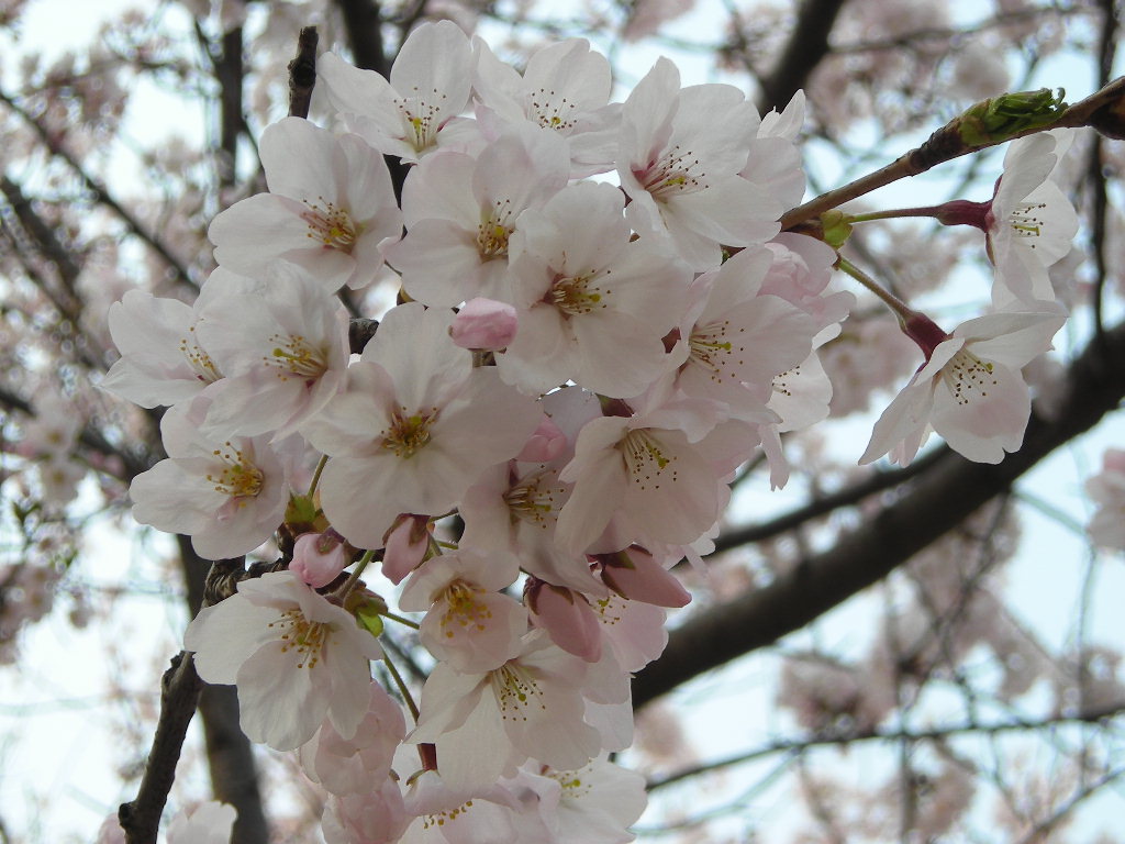 DSCN0453.JPG