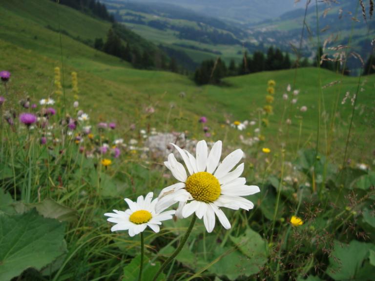 Trubschachen 2008 030.JPG